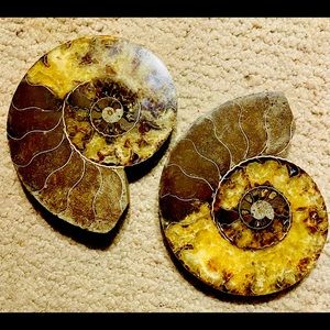3 7/8” Ammonite Fossil Split Pair.
